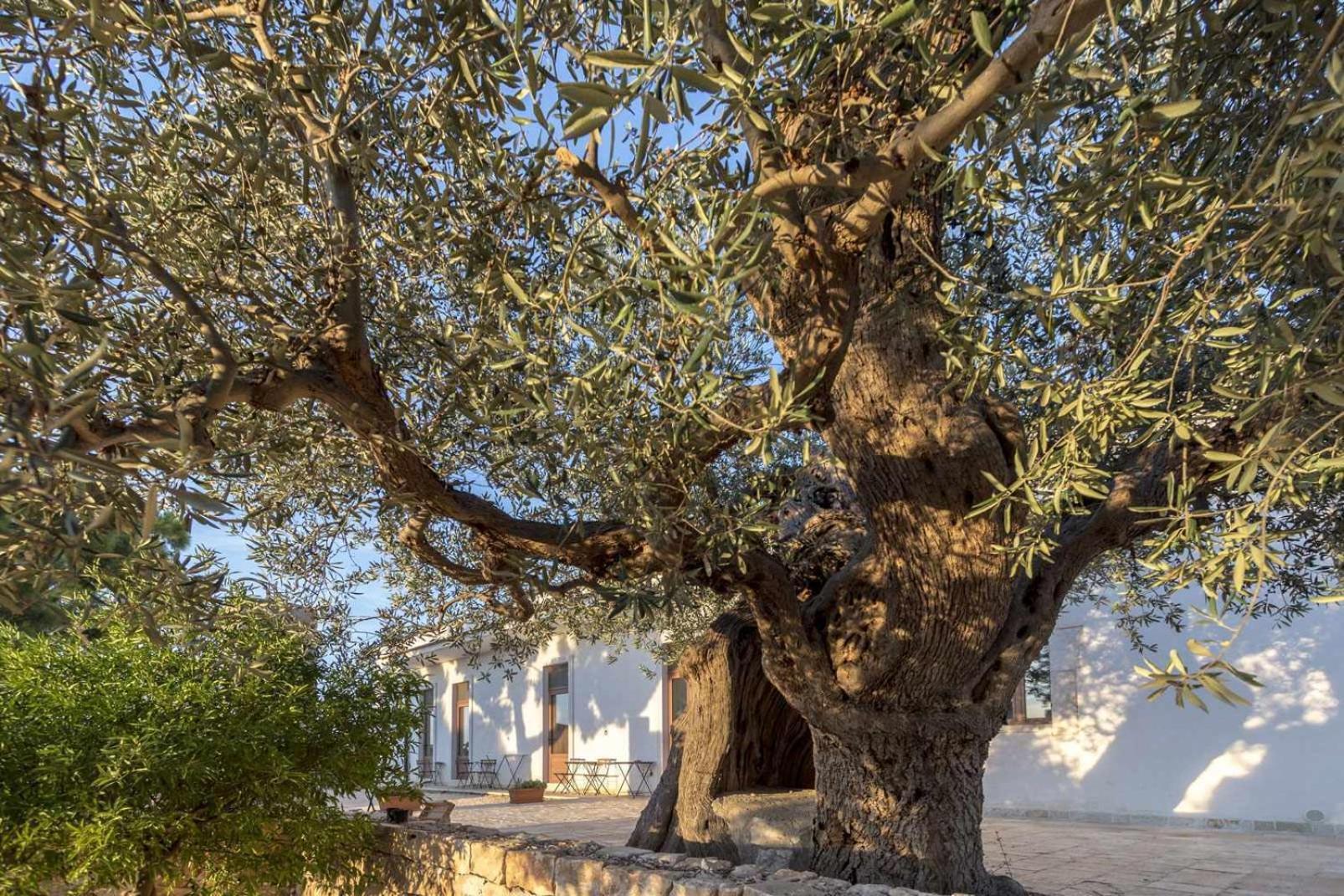 Masseria Fanizzi Conversano Rum bild
