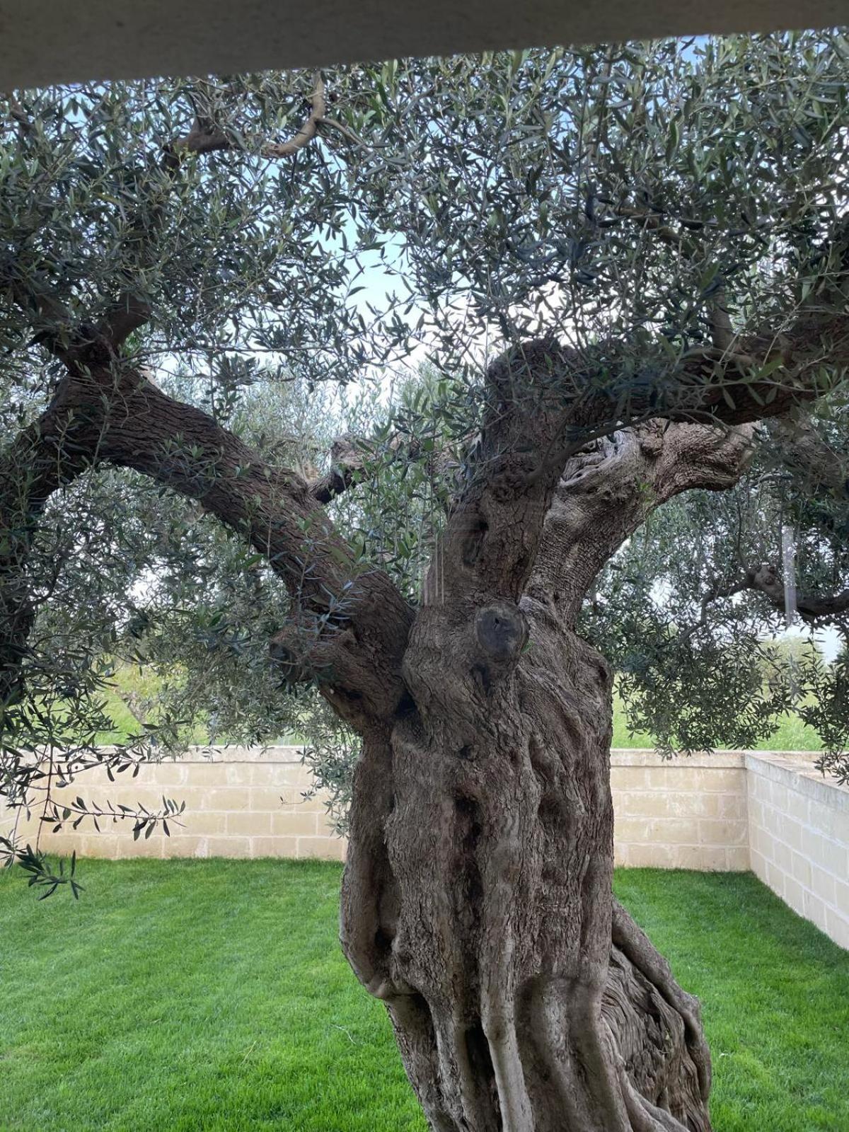 Masseria Fanizzi Conversano Rum bild
